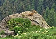 92 Marmotte in comoda sentinella su grossi massi